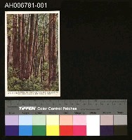 藏品(日治檜木林相明信片)的圖片